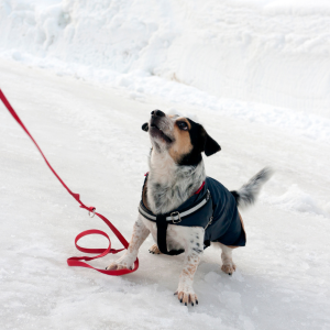 dog walking in snow dallas, texas