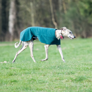 greyhound dog in dallas yard in a winter coat