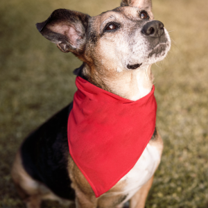 puppy looking up in red bandana Dallas Texas Celebrating Puppy Bowl XXI