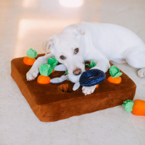 dog on dog bed in Dallas Texas