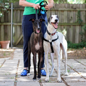 dog walker with two large dogs in Dallas Texas Park Cities Pet Sitters, Inc.