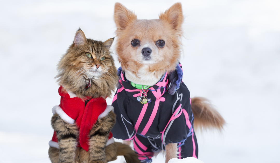 The Benefits of Pet Outerwear for Dallas Pets