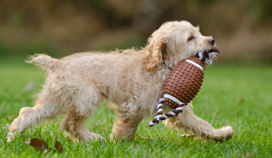 Celebrating Puppy Bowl XXI