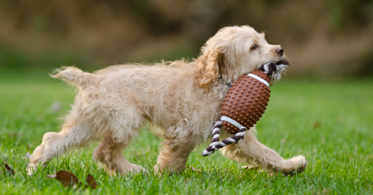 Celebrating Puppy Bowl XXI