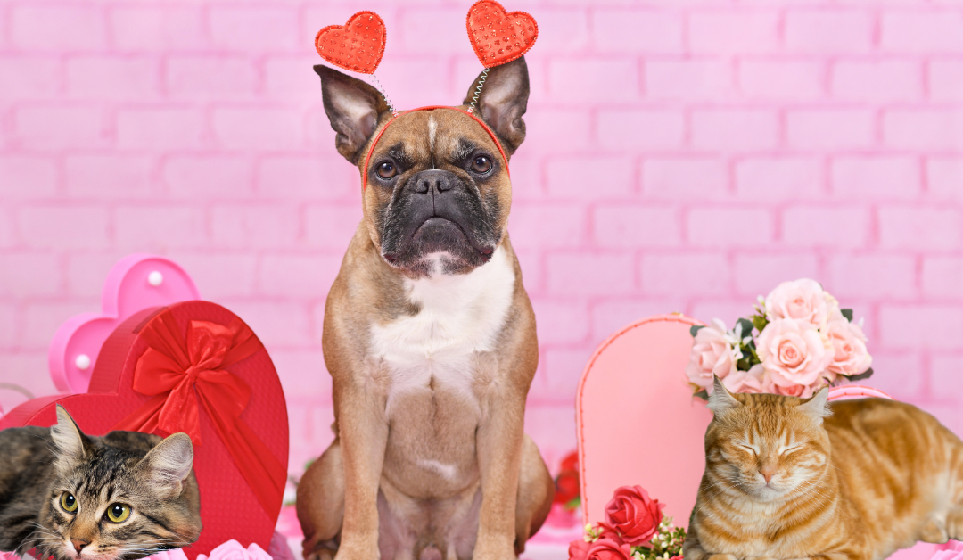 Dallas Fur & Friends: Valentine’s Day Gifts for Dallas Cats & Dogs