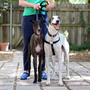 Park Cities Pet Sitter dog walker with two large dogs