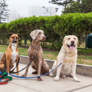 three neighborhood dogs walking together in Dallas, Texas