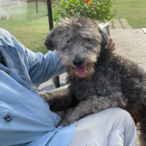 Park Cities Pet Sitter dog walker sitting with a fuzzy dog