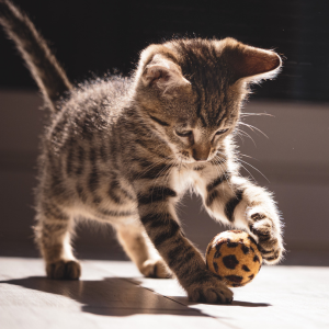 kitten playing with owner in Dallas 