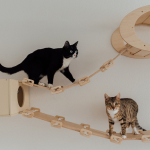 cats on wall shelves in dallas, texas