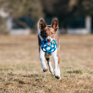 dog playing in Dallas, Texas yard with a blue ball in his mouth