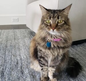 Cat named Flo in the care of Park Cities Pet Sitter