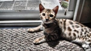 Park Cities Pet Sitter's Office Cats Kruzer
