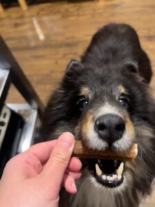 dog getting treat from PCPSI dog walker 