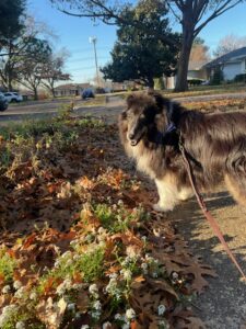 Dog Walking with PCPSI dog walker