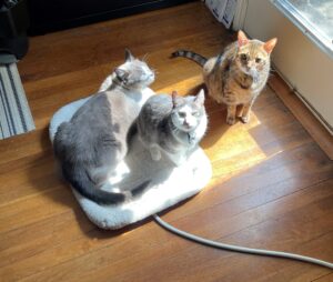 Park Cities Pet Sitter's Office Cats Kruzer