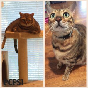 Park Cities Pet Sitter's Office Cats Kruzer