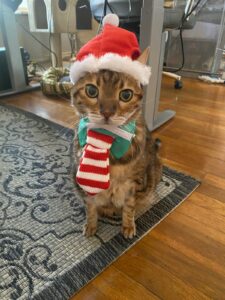Park Cities Pet Sitter's Office Cats Kruzer