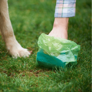 dog owner in Dallas scooping poop with poop bag