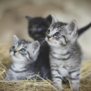 three stray kittens dallas texas