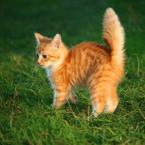feral kitten on grass with haunches up in dallas texas