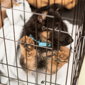 donated dog crate with dog inside Dallas, Texas
