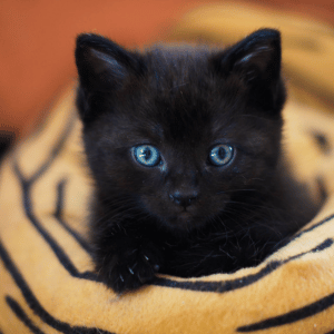 adoptable black kitten dallas texas