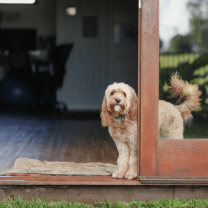 dog behind a glass door in a yard in Dallas, Texas