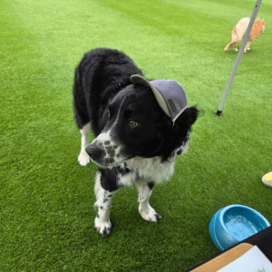 dog wearing hat at Dog Bowl Dallas, Texas