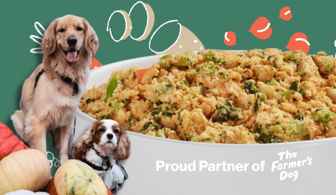 A Fresh Start: Transitioning Your Dog to The Farmer’s Dog