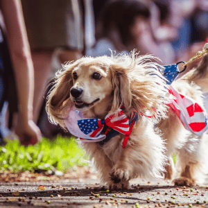 dog walking at the Park Cities Fourth of July Parade 2025