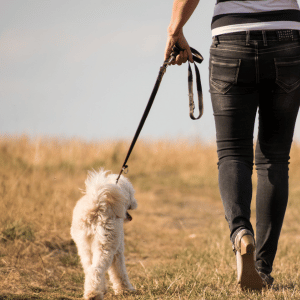 dog walking in Dallas Texas