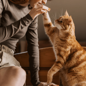orange cat giving his owner a high five in Dallas, TX