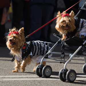 two dogs walking at the Park Cities Fourth of July Parade 2025