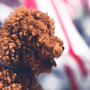 dog walking at the Park Cities Fourth of July Parade 2025