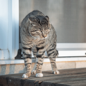outdoor cat in Dallas during a fireworks display