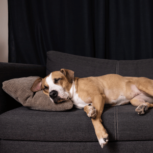 dog in dallas home laying on couch during fireworks display