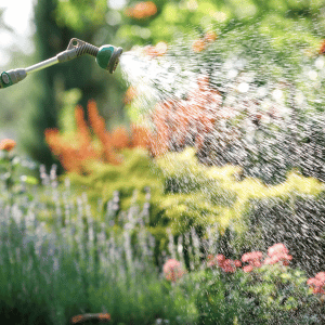 watering plants in Dallas Texas