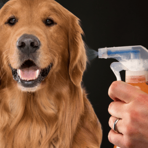 large Dallas dog being sprayed by owner with a natural flea and tick solution