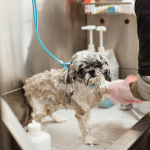dog getting bath at a Dallas self-serve dog wash