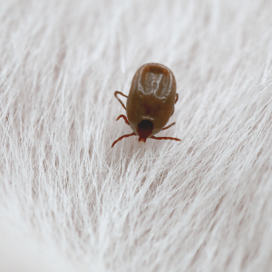 tick on dog in Dallas