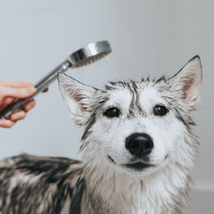 dog getting bath at a Dallas self-serve dog wash