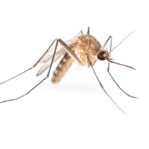 mosquito in Dallas