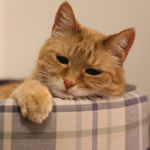 Dallas cat in cat bed