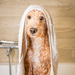 dog getting bath at a Dallas self-serve dog wash
