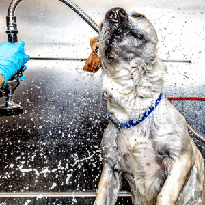 dog getting bath at a Dallas self-serve dog wash