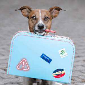 dog evacuating during a weather emergency in Dallas, Texas