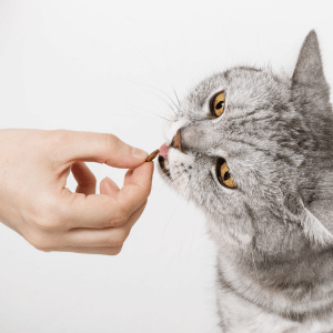 cat eating treat in Dallas, Texas