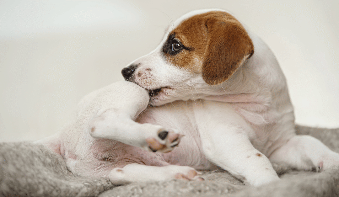 Summer Pet Dangers: Fleas, Ticks, Heartworm, and Botflies in Dallas
