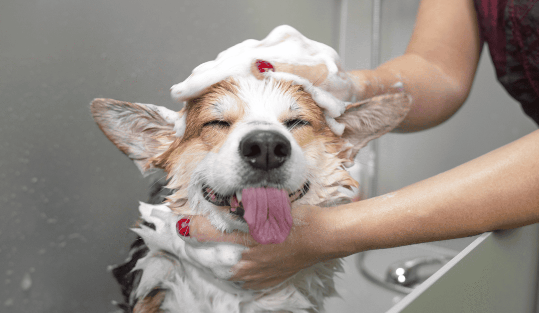 Self-Serve Dog Washes In and Around Dallas